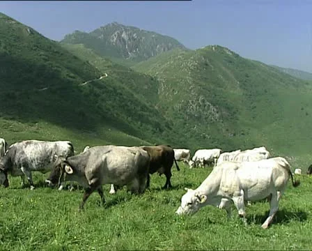 COWS herd grazing on a slope AUDIO Video stock 11466084