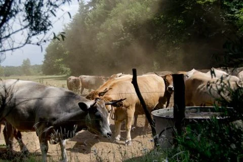 Cows herd Stock Photos