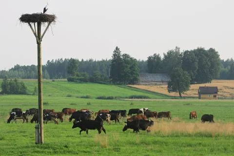 Cows herd Stock Photos