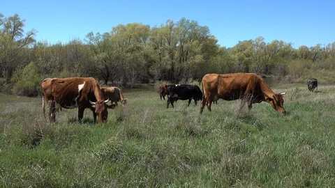 Cows herd on the spring wilderness meadow near river. 4K stock video footage Stock Footage 103944391