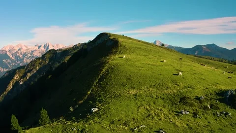 Cow's Herd on Top of the Hill Surrounded with Alps and Forest in the Background. Stock Footage 144175523