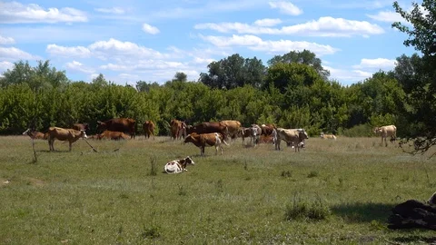 Cows herd on the wilderness meadow. 4K ultra hd video footage Stock Footage 98139743