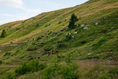 Cows herding Stock Photos