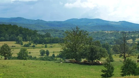 Cows Hiding From Sun Under Trees in Mountains Slow Motion 4K Vídeo Stock 100710011