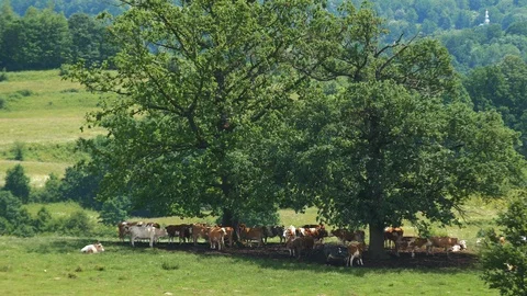 Cows Hiding From Sun Under Trees Slow Motion 4K Vídeo Stock 100710167