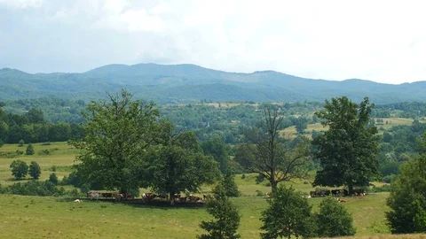 Cows Hiding From Sun Under Trees in Mountains 4K 動画素材 100710189