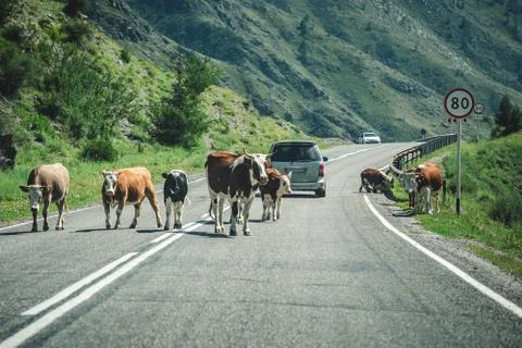 Cows on the highway Stock Photos