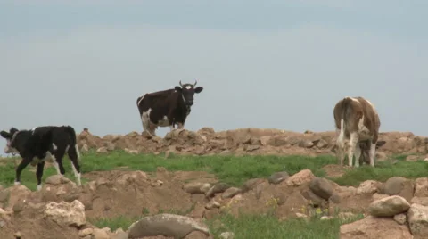 Cows on The Hill Stock Footage 46052625