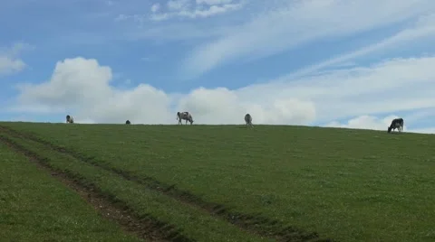 Cows on Hill Stockbeeldmateriaal 69073595