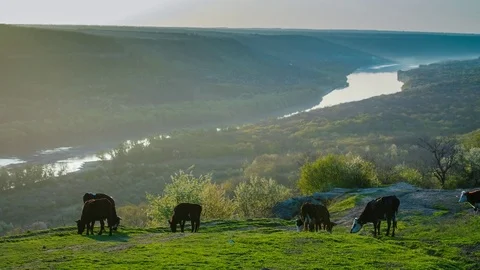 Cows on the Hill Stock Footage 74596951