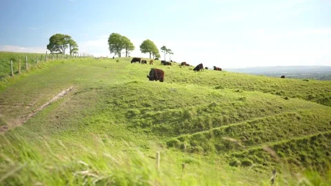 Cows on Hill Stock Footage