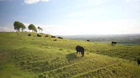 Cows on Hill Stock Footage