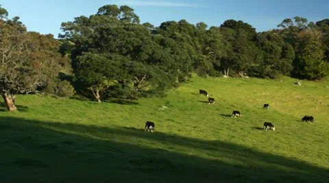 Cows on hill pasture Stock Footage 11273980