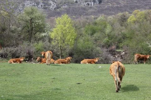 Cows in a hill Stock Photos