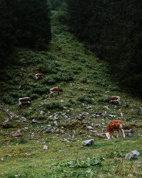 Cows on hillside in Austria,Alps. Stock Photos