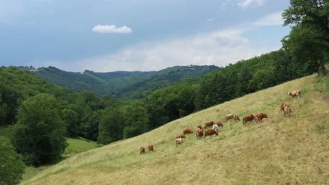 Cows on a hillside Video stock 144759108