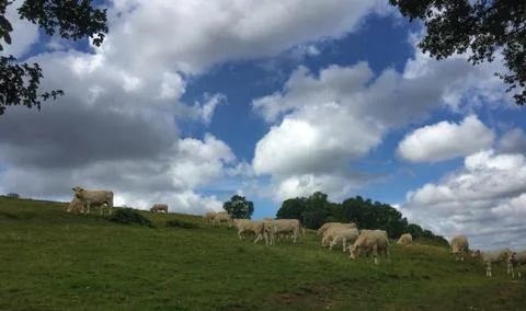 Cows on a hillside Stock Photos