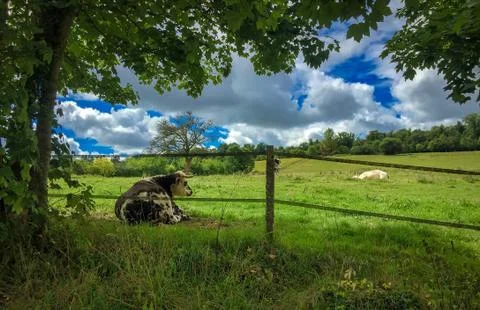 Cows on a hillside Stock Photos