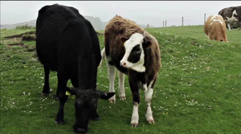 Cows on hilltop close static 動画素材 38006113