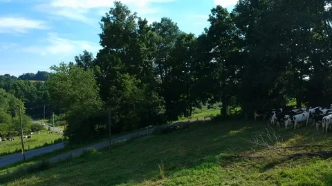 Cows on hilly pasture Stock Footage 94918591