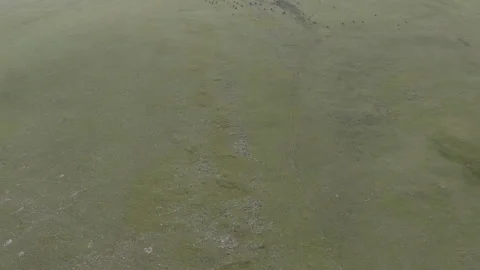 Cows on the Himalayan Plateau Stock Footage 254558312