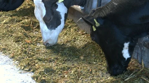 Cows holstein eating hay in cowshed on dairy farm with sunlight in barn Video stock 279210498
