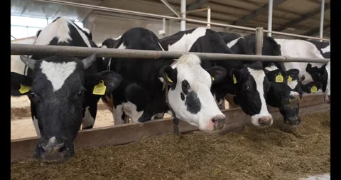 Cows holstein eating hay in cowshed on dairy farm with sunlight in barn. Stock Footage 341728108