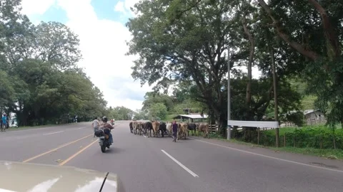 Cows in Honduras CA5 highway Stock Footage