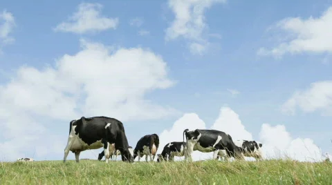 Cows on horizon Stock Footage 503111