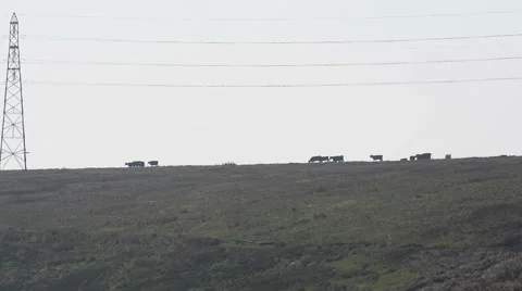 Cows on the Horizon Stock Footage 48957677
