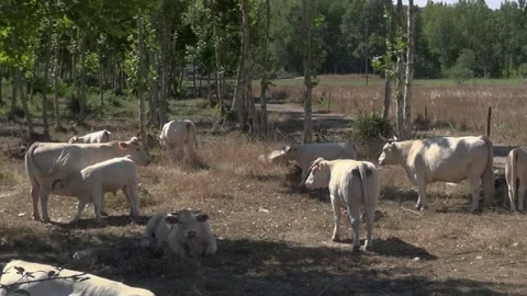 Cows horns white cattle herd animals rural trees Stock Footage 324086706