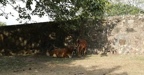 Cows in hot day Stock Footage 86621994