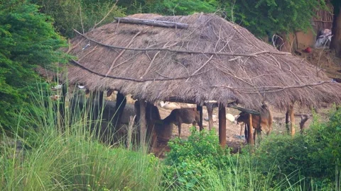 Cow's house built in a grass hut Stock Footage 217532829