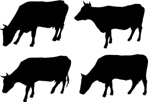 Cows Stock Illustration