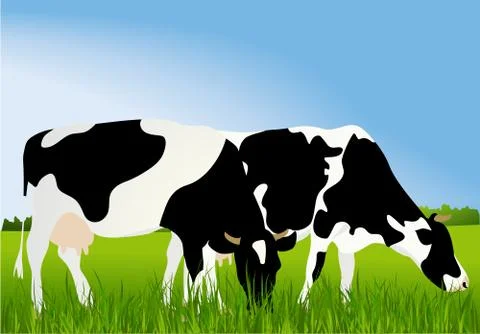 Cows Stock Illustration