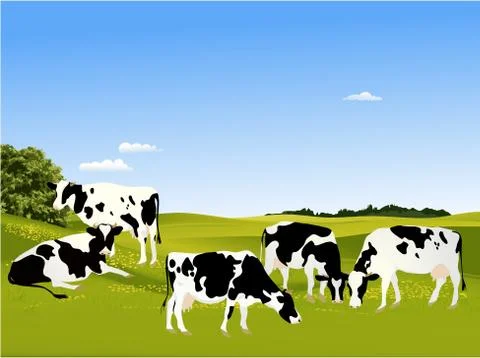 Cows Stock Illustration