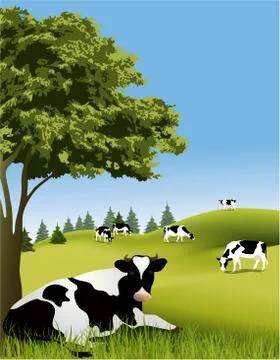 Cows Stock Illustration