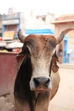 Cows in India Stock Photos