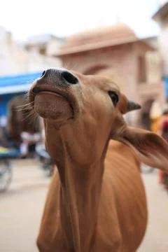Cows in India 写真素材