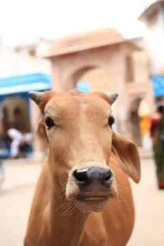 Cows in India Stock Photos