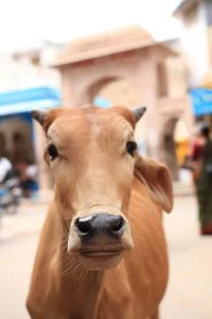 Cows in India Foto stock