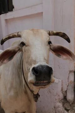 Cows in India Foto stock