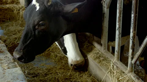 Cows on a indoor farm. 動画素材 63365737