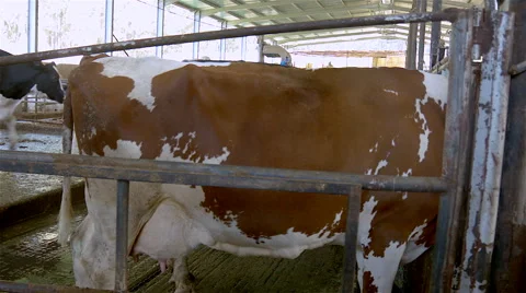Cows on a indoor farm. Stock Footage 63365766