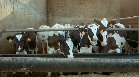 Cows on a indoor farm. 스톡 동영상 63366348