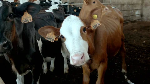 Cows on a indoor farm. 스톡 동영상 63366391