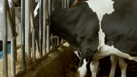 Cows on a indoor farm. 스톡 동영상 63366725