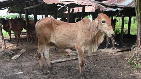 Cows infected with Lumpy Skin Disease. on Farm,agriculture industry concept, Video stock 201361168