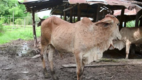 Cows infected with Lumpy Skin Disease. on Farm,agriculture industry concept, Stock Footage 202064056
