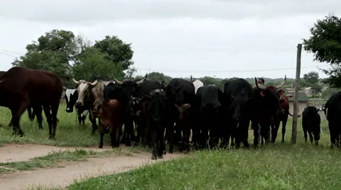 Cows - Inguni - African Stock Footage 46500600
